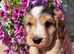 Show Type Cocker Spaniel Hereditary Clear - Ready Now