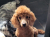 Cavapoo puppies F1