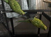 Indian ringneck with cage