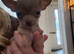 Xs teacup chihuaha female