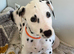 Dalmatian puppys