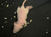 Double Rex male rats 4 albinos