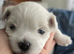 Maltese