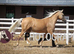 15&rsquo;2 Palomino PBA