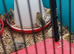 Chinese painted quail