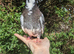 Hand reared fancy pigeon!