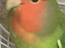 Beautiful semi tame lovebird a male