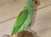Baby Alexanderine Talking Parrot,10