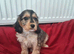 Cockapoo F1b Puppies READY NOW