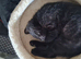 one cute kittens (male)