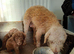 Beddlington terrier pups for sale