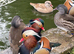 Manderin ducks