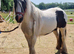 Cob mare