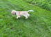 Cocker spaniel boy