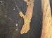 Mossy Gecko
