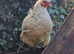 Silki cross hens