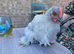 Lavendar pekin batam