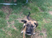 Gypys looking for her forever home