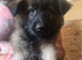 5 Malinois x GSD Puppies *READY TO GO*