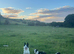 Collie pups