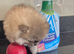Beautiful Tiny Pomeranian