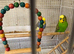 Breeding Pair Budgies