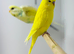 Budgies