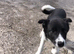 Border Collie Puppy - Working Parents - Black and White - Female - £450
