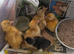 Female ducklings