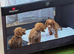 Cocker spaniels KC
