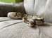 Enchi Female Ball Python - Nivara