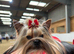 Outstanding Pedigree Yorkshire terrier puppies