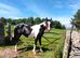 Beautiful BIG yearling