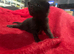 Kittens for sale.
