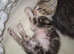Beautiful kittens ready for new forever homes