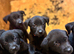 Lab x pups 6 boys & 2 girls