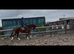 Ror eligible showing / Dressage prospect