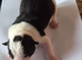 Border collie puppies