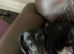 Female Mini Dachshund PENDING COLLECTION
