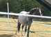 Reg& gelded, vacc welsh sec A- well handoed