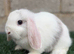 Pure breed mini lops bucks