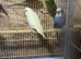 Budgies