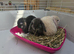 Baby mini lop bunnys