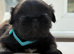 Outstanding Pekingese puppies