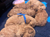 KC reg Min Poodle Puppies