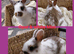 Beautiful Mini bunnies. Possibly females. Not 100%.Ready to leave 7th and 8th Aug. NR watton. No timewasters.