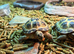 Horsfields Tortoises at Birmingham Reptiles