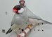 Beautiful pair of silver java sparrow for sale