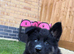 Female pups ready now