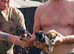 Beautiful Russell border pups